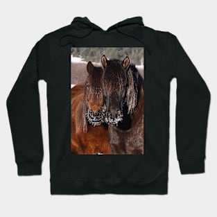 Nose frost - Horses Hoodie